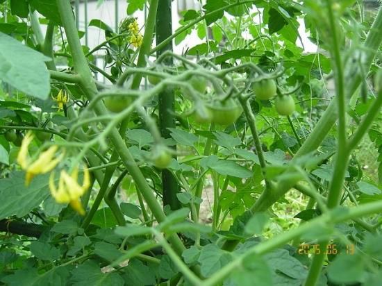 トマト ミニトマト 薬草と花紀行のホームページ