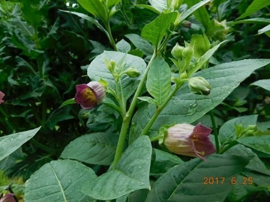 ベラドンナ 薬草と花紀行のホームページ