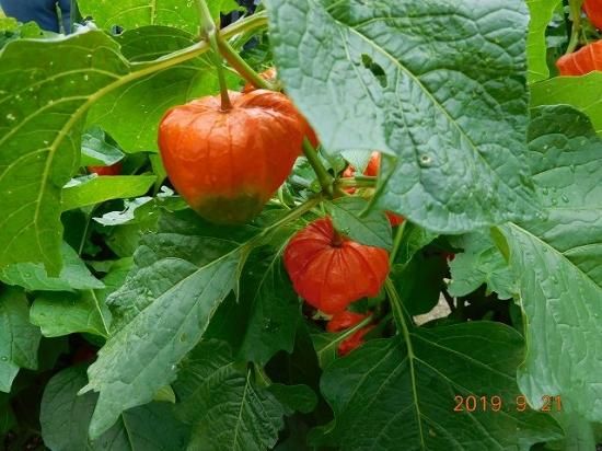 ホオズキ 鬼灯 酸漿 薬草と花紀行のホームページ
