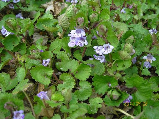 カキドウシ（垣通、籬通） - 薬草と花紀行のホームページ