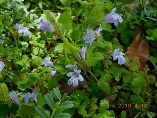 カキドオシしそ科　コンパニオンプランツ　 グランドカバー お茶　薬草　ハーブ山葡 カキドオシ | 山科植物資料館