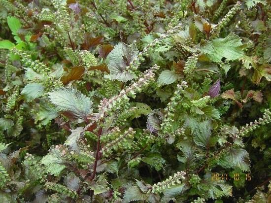 シソ 紫蘇 薬草と花紀行のホームページ シソ 紫蘇 薬草と花紀行のホームページ