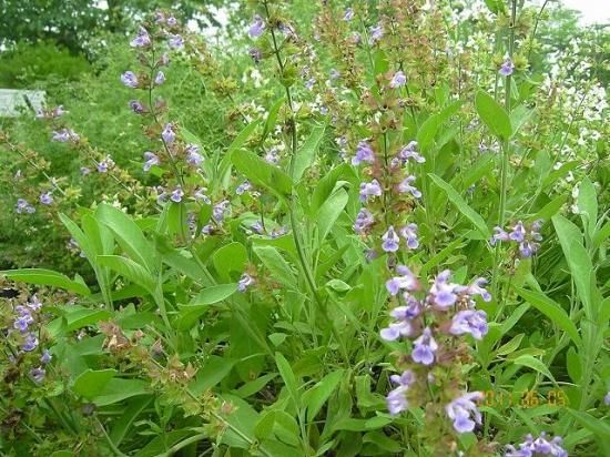 セージ Sage コモンセージ Common Sage 薬草と花紀行のホームページ セージ Sage コモンセージ Common Sage 薬草と花紀行のホームページ