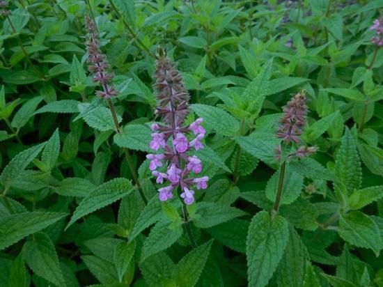 チョロギ 丁呂木 丁梠木 朝露葱 薬草と花紀行のホームページ