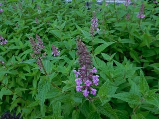 チョロギ 丁呂木 丁梠木 朝露葱 薬草と花紀行のホームページ
