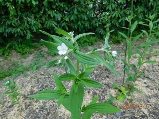 ムラサキ 紫 薬草と花紀行のホームページ