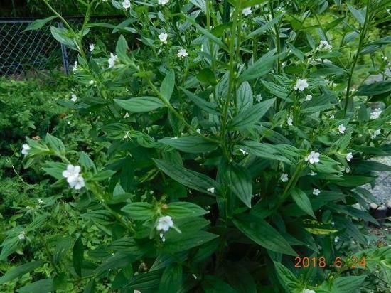 ムラサキ 紫 薬草と花紀行のホームページ