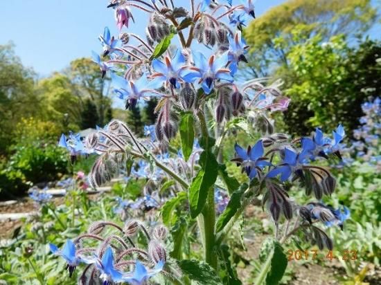 ボリジ 薬草と花紀行のホームページ