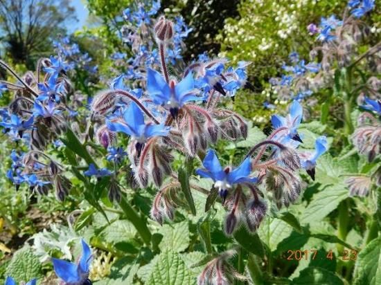 ボリジ 薬草と花紀行のホームページ ボリジ 薬草と花紀行のホームページ