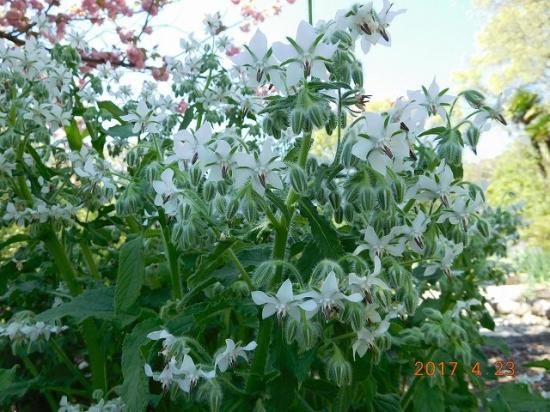 ボリジ 薬草と花紀行のホームページ