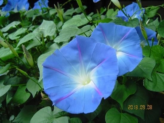 アサガオ 朝顔 薬草と花紀行のホームページ