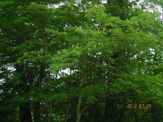 リョウブ 令法 薬草と花紀行のホームページ