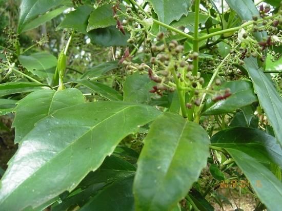 アオキ 青木 薬草と花紀行のホームページ アオキ 青木 薬草と花紀行のホームページ