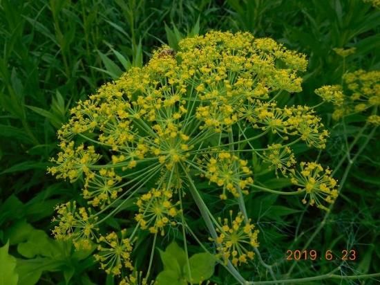 ウイキョウ 茴香 薬草と花紀行のホームページ ウイキョウ 茴香 薬草と花紀行のホームページ