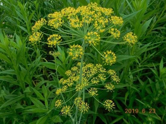 ウイキョウ 茴香 薬草と花紀行のホームページ ウイキョウ 茴香 薬草と花紀行のホームページ