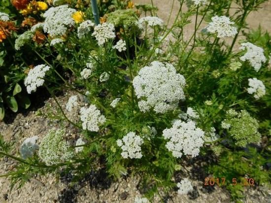 オカゼリ 丘芹 薬草と花紀行のホームページ