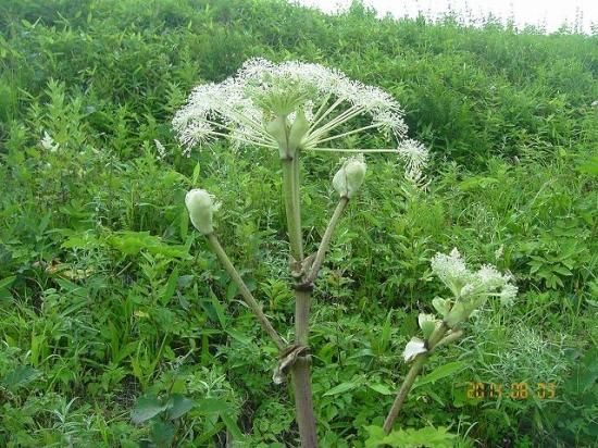 シシウド 猪独活 薬草と花紀行のホームページ