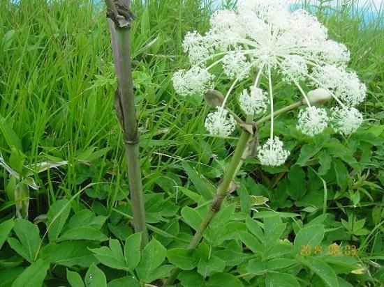 シシウド 猪独活 薬草と花紀行のホームページ