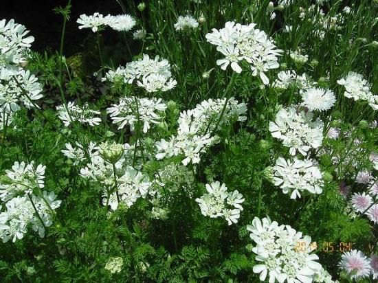 コリアンダー Coriander 薬草と花紀行のホームページ