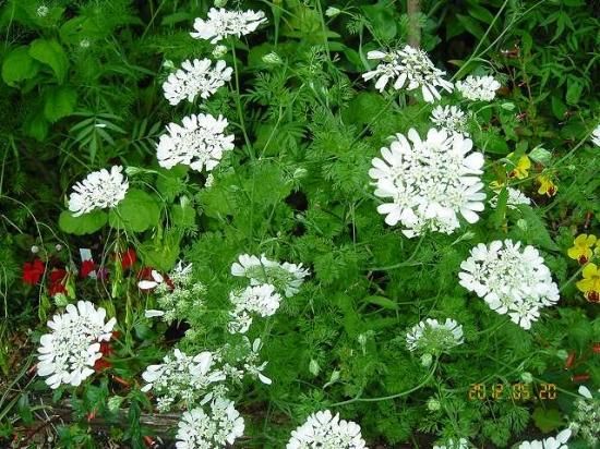 コリアンダー Coriander 薬草と花紀行のホームページ