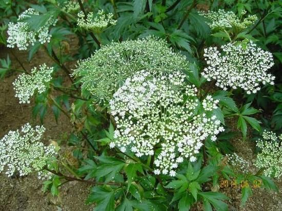 トウキ／ヤマトトウキ（大和当帰） - 薬草と花紀行のホームページ