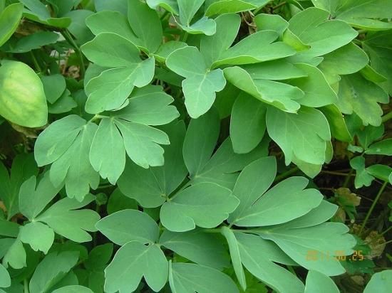 ボタンボウフウ 牡丹防風 薬草と花紀行のホームページ ボタンボウフウ 牡丹防風 薬草と花紀行のホームページ