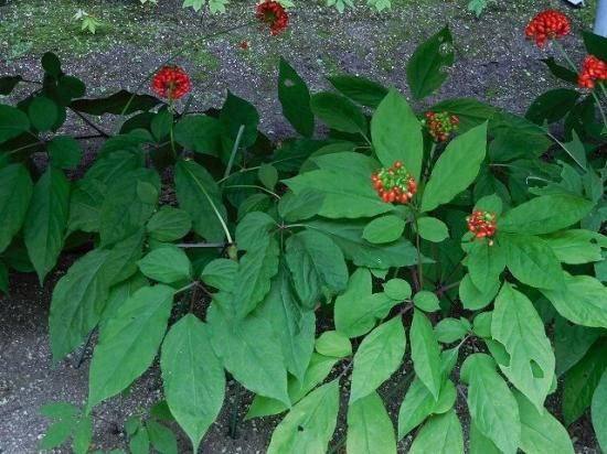 オタネニンジン 御種人参 薬草と花紀行のホームページ