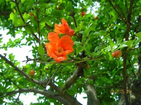 ザクロ 石榴 柘榴 薬草と花紀行のホームページ ザクロ 石榴 柘榴 薬草と花紀行のホームページ