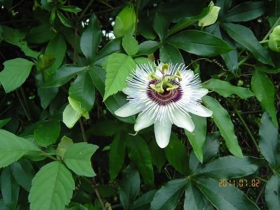トケイソウ 時計草 薬草と花紀行のホームページ トケイソウ 時計草 薬草と花紀行のホームページ