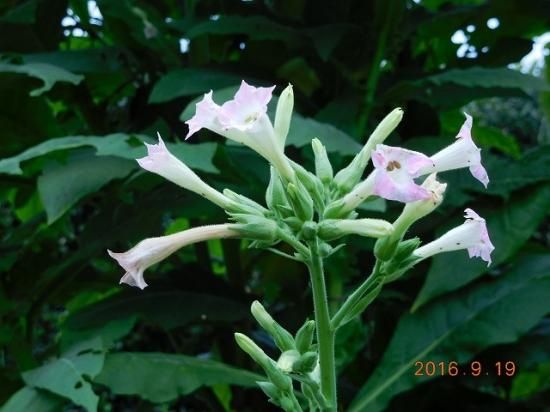 タバコ 煙草 薬草と花紀行のホームページ