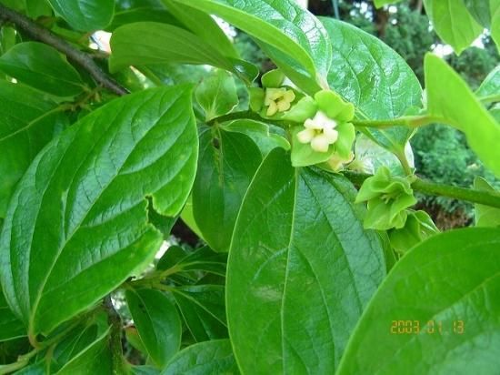 カキ 柿 薬草と花紀行のホームページ