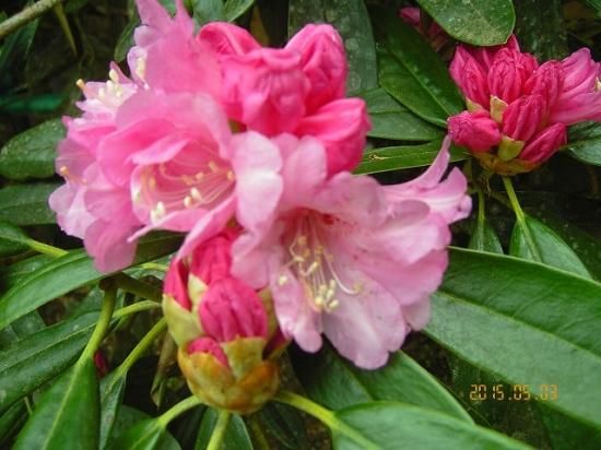 シャクナゲ 石楠花 石南花 薬草と花紀行のホームページ