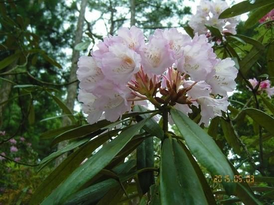 シャクナゲ 石楠花 石南花 薬草と花紀行のホームページ