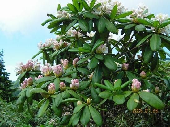 シャクナゲ 石楠花 石南花 薬草と花紀行のホームページ