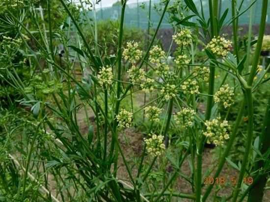 イタリアンパセリ 薬草と花紀行のホームページ