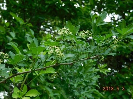 ウコギ 五加木 薬草と花紀行のホームページ ウコギ 五加木 薬草と花紀行のホームページ