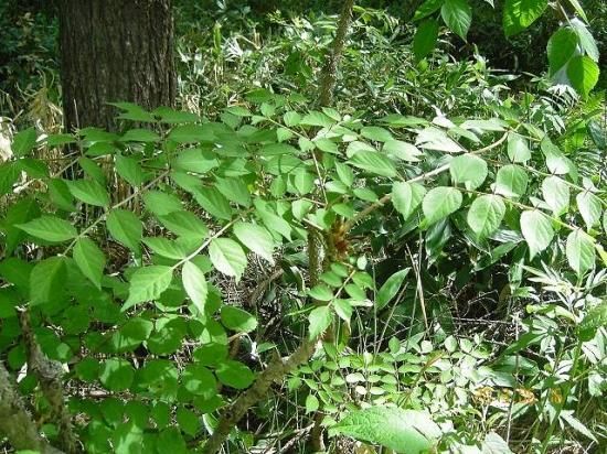 タラノキ タラ 薬草と花紀行のホームページ タラノキ タラ 薬草と花紀行のホームページ