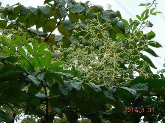 タラノキ タラ 薬草と花紀行のホームページ タラノキ タラ 薬草と花紀行のホームページ