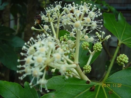 ヤツデ 八つ手 薬草と花紀行のホームページ