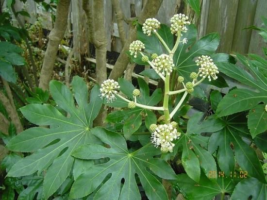 ヤツデ 八つ手 薬草と花紀行のホームページ