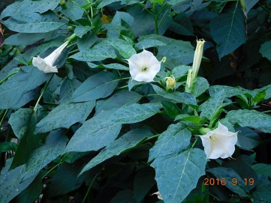 シロバナヨウシュチョウセンチョウセンアサガオ 白花洋種朝鮮朝顔 薬草と花紀行のホームページ