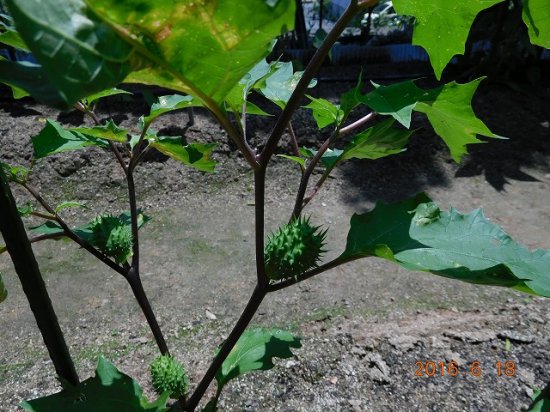 シロバナヨウシュチョウセンチョウセンアサガオ 白花洋種朝鮮朝顔 薬草と花紀行のホームページ