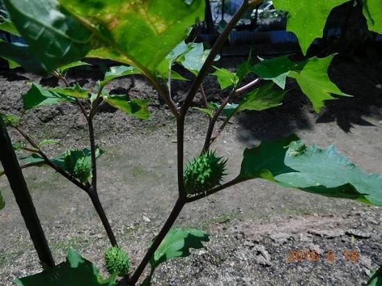 シロバナヨウシュチョウセンチョウセンアサガオ 白花洋種朝鮮朝顔 薬草と花紀行のホームページ シロバナヨウシュチョウセンチョウセンアサガオ 白花洋種朝鮮朝顔 薬草と花紀行のホームページ