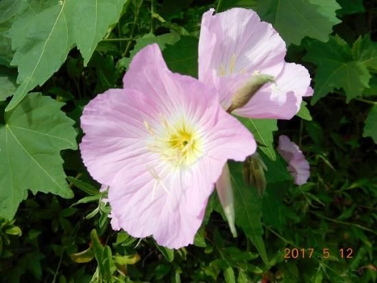 ツキミソウ 月見草 薬草と花紀行のホームページ
