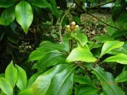 チ - 薬草と花紀行のホームページ