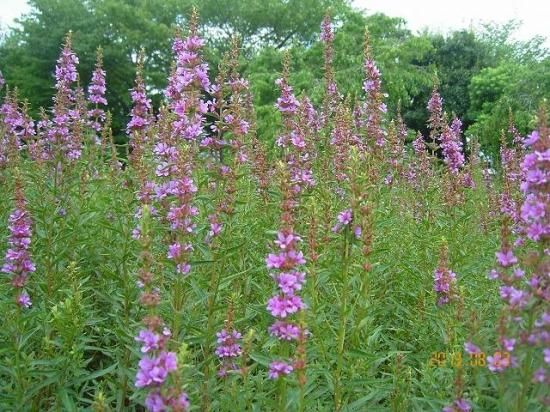 ミソハギ 禊萩 薬草と花紀行のホームページ