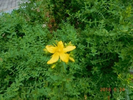 セイヨウオトギリソウ 西洋弟切草 薬草と花紀行のホームページ セイヨウオトギリソウ 西洋弟切草 薬草と花紀行のホームページ