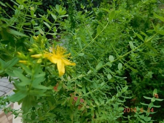 セイヨウオトギリソウ 西洋弟切草 薬草と花紀行のホームページ