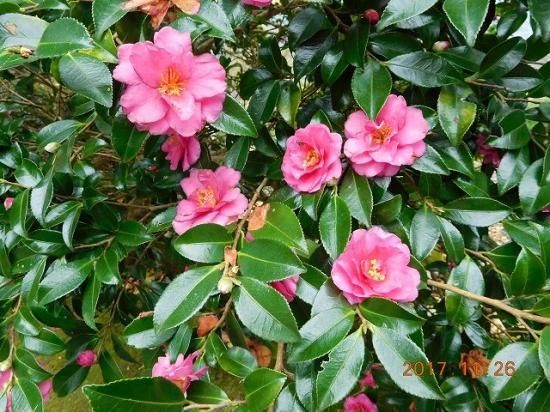 サザンカ 山茶花 薬草と花紀行のホームページ
