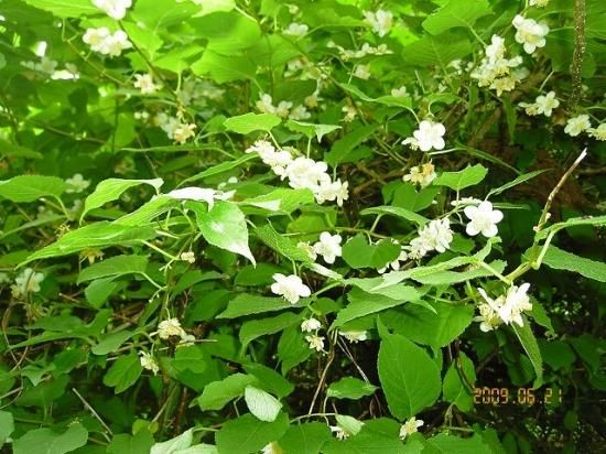 マタタビ 木天蓼 薬草と花紀行のホームページ